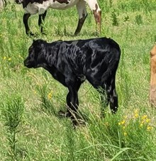 Moonshadow 2026 heifer
