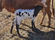 LHB Moxie x Silent Knight 672 bull calf