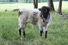 D-R Atha's Double x Native Legends (B)