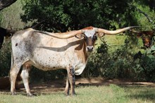NEL-TAM SARSAPRILLA