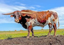 NIX DRIED PECOS
