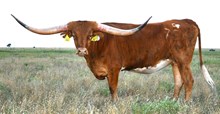 DB Novas Farrah-751