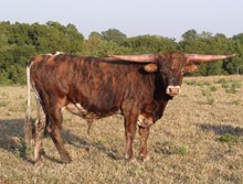 OB RIO HONDO