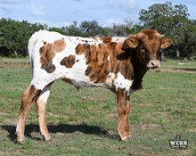 WFF ASTRO KNOT