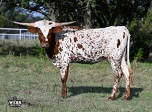 WFF Lolita's Olivia Chex