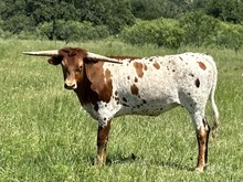 KDK WILD OLEANDER 427