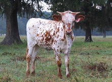 Heifer calf 2025 Justify x Treasure Hunt