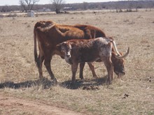 ZD DELTA TEXAS CASH