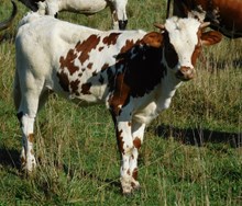 DEMO X LONGSTRAWBERRY HEIFER