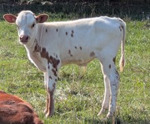 BRAVO X PARTICULAR BULL