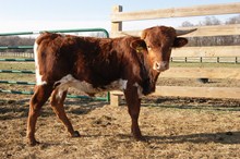 RM AWESOME PAT BULL