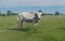 DJE BEADS 452