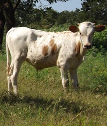 #1942 - Awesome Aspen x Ben Johnson Chex