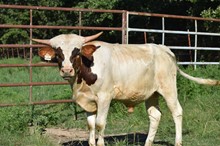 #2063 - LLL Rosemary x Cowboy Tuff Chex