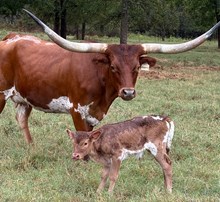 #2616 - HR Bugsy x Rebel  HR