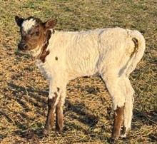 #2622 - Im Bomber Queen x Rebel
