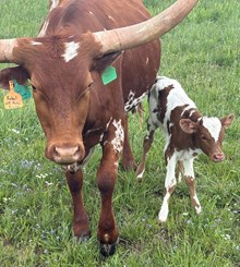 #2630 - Red Daisy x CR Ebony Cowgirl x CR Red Dus
