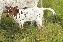 #2636 - HR Rebel Angel x Rebel HR