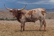 QMB Paul Harvey