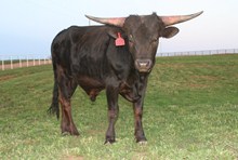 PPF Black Bullet