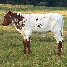 SWAGGER X PROMISES BCB BULL CALF