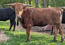 Dani Boy x Sunny TWIN HEIFER