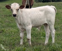 Stallone x Summer Rain BULL