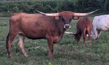 Hicks Juanita