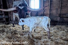 Steer