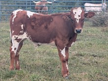 Spanster x Annie O bull