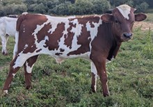 Spanster x BABY Doll bull