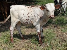 ReBar x Belinda Heifer