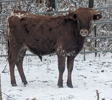 Woody x Cherry bull