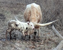 Flinn x Raggedy Ann heifer