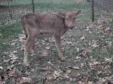 Captain x Stella heifer