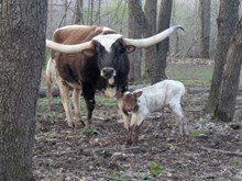 Flinn x Annie O heifer