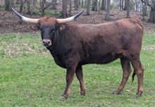 Hicks Linda