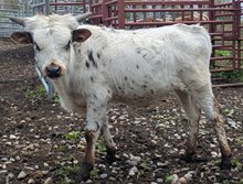 Spanster x Sage bull