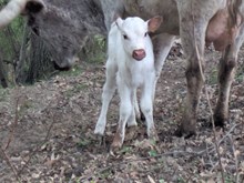 Flinn x Legacy heifer
