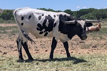 QMB CHOICE TX TOP SPOT