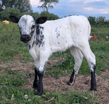 Flinn x Jemima heifer