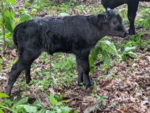 Flinn x mama goo heifer