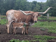 Blowtorch x JL 998 bull