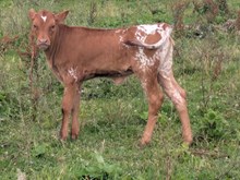 Flinn x Cinnamon HEIFER