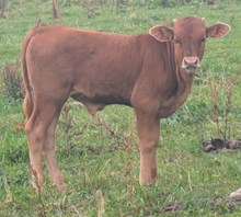 Captain x Sunny Girl bull