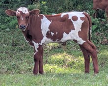 Ruckus x Belle bull