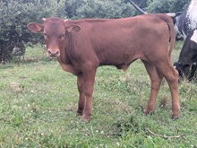 Flinn x Turtle Dove bull