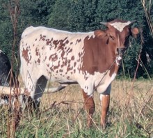 Spanster x Fire Alarm heifer