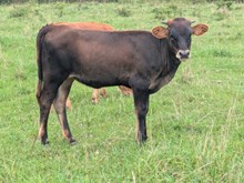 Captain x Melody heifer