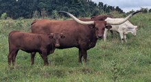 Flinn x Cherry heifer